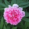 A Mandala