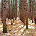 Whispering Pines